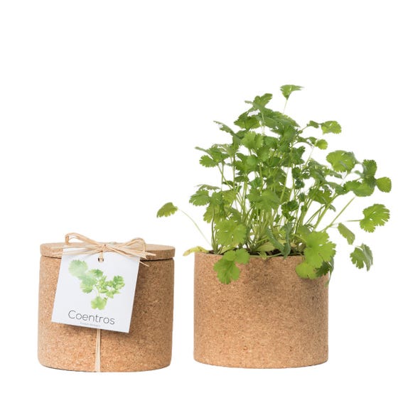 Coriander Herb Grow Cork Pot