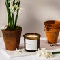 Amber Narcissi Garden Candle