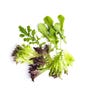 Organic Mixed Salad Leaves