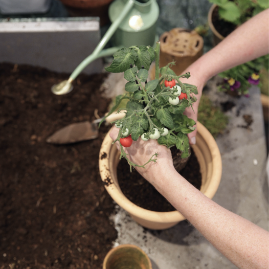 Pots & Planters