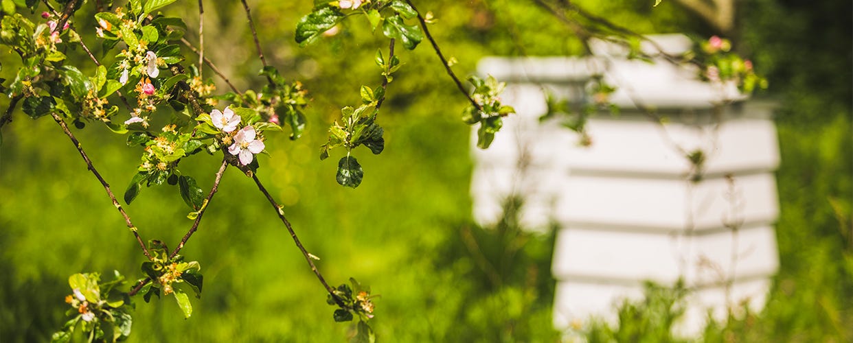 Bees at Daylesford