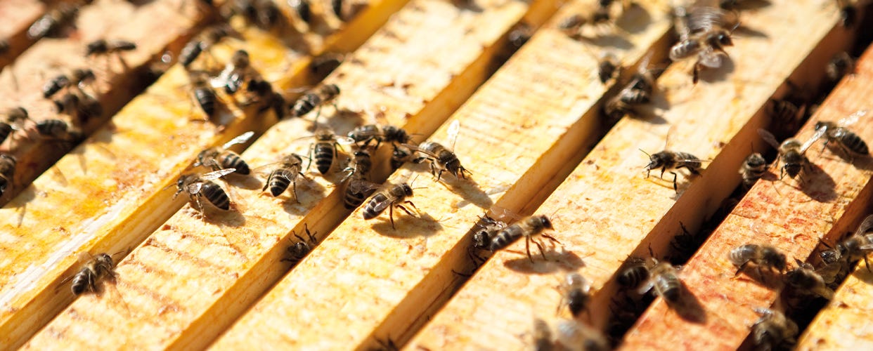 Six things you didn't know about bees