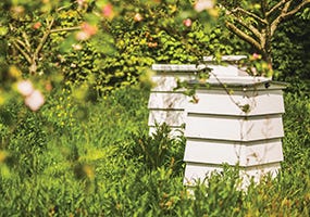 Bees at Daylesford