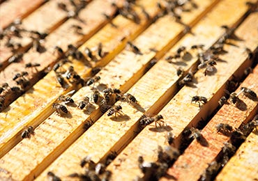 Six things you didn't know about bees