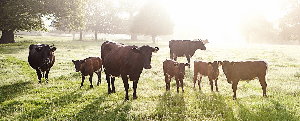 Spotlight on our organic Creamery, Cattle & Dairy