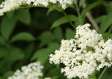 Top tips for foraging elderflower