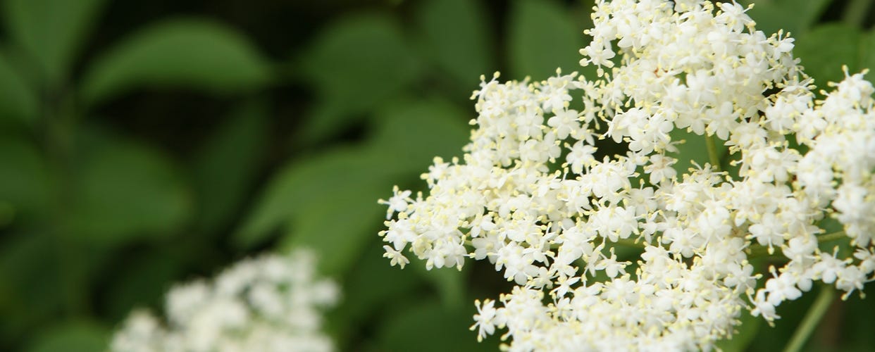 Top tips for foraging elderflower