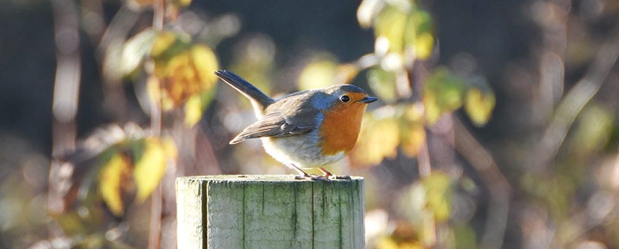 How to make fat balls to feed the birds