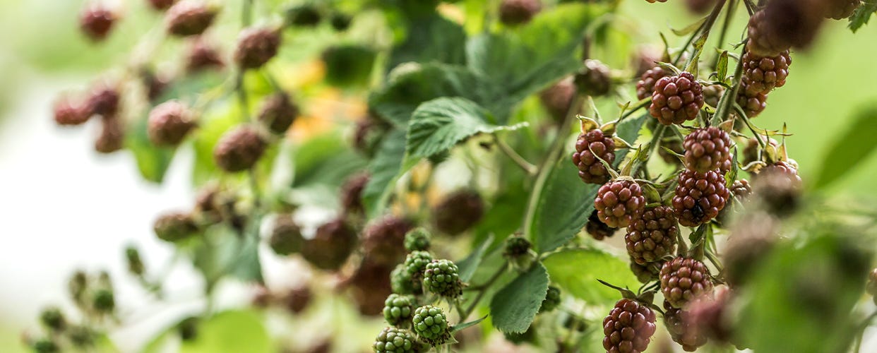 Foraging Autumn’s Hedgerows