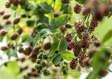 Foraging Autumn’s Hedgerows