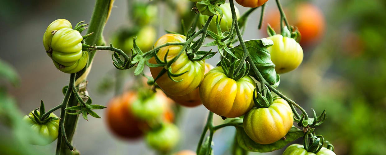 In season: a guide to heritage tomatoes.