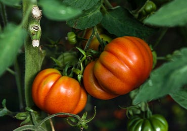 In season: a guide to heritage tomatoes.