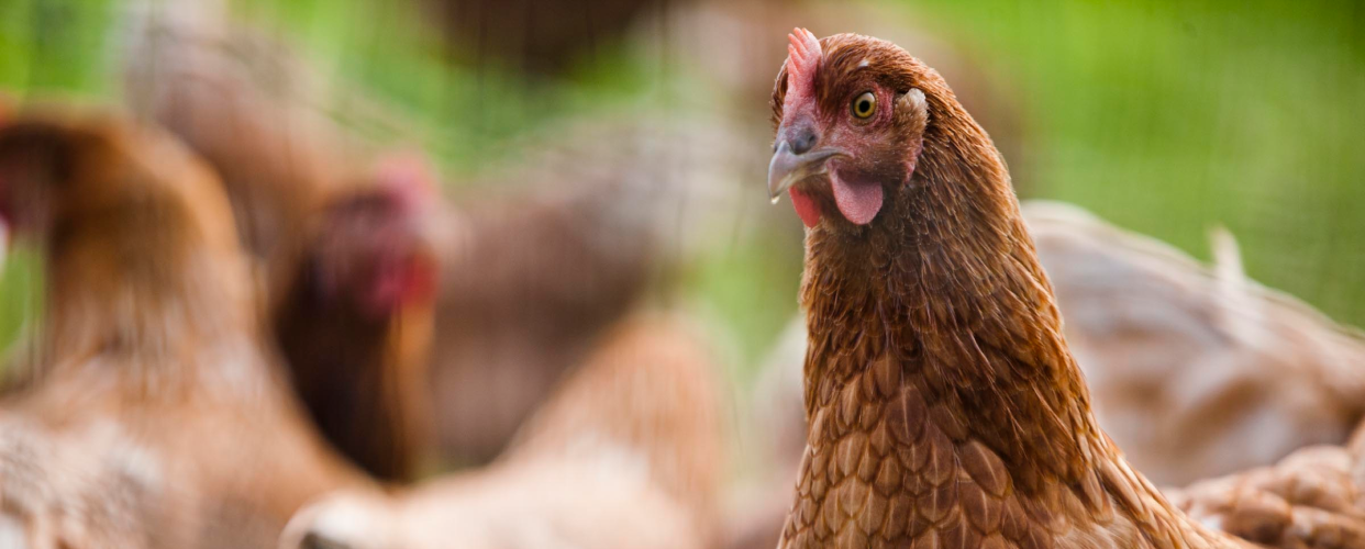 The Story Of Our Farm Fresh Eggs
