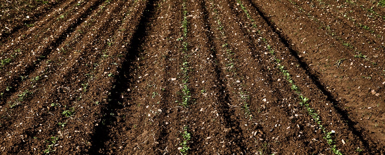 How to Compost