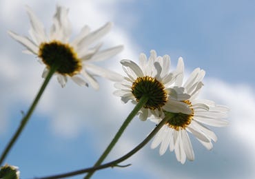 Cutting Garden Flowers