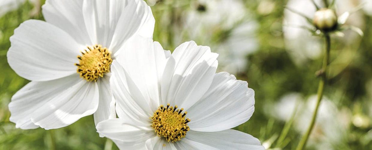 Cutting Garden Flowers