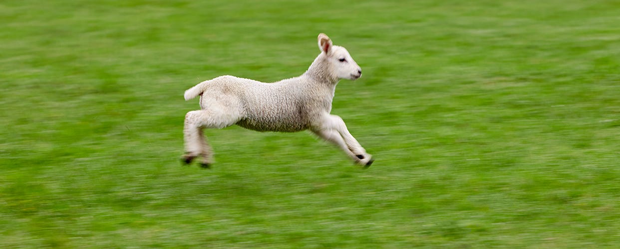Lamb, hogget and mutton: what to know, when to buy and how to eat