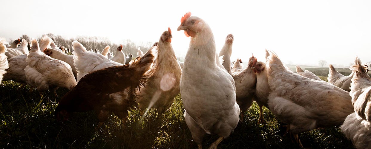 Is there a difference between free range & organic chicken?