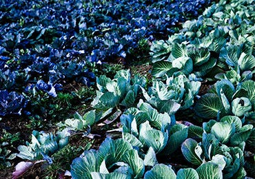 The Brassica In Our Market Garden