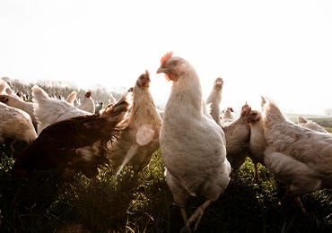 Is there a difference between free range & organic chicken?