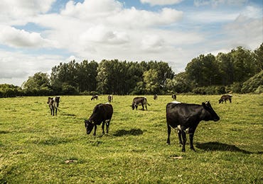 Spotlight on our organic Creamery, Cattle & Dairy