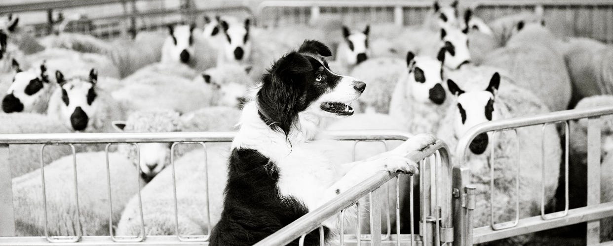 What makes a great working sheepdog?