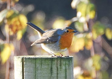 How to make fat balls to feed the birds