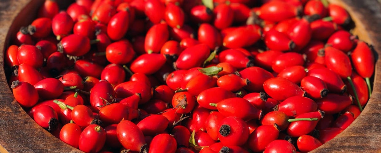 Anna Greenland’s Rosehip Syrup