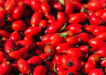 Anna Greenland’s Rosehip Syrup