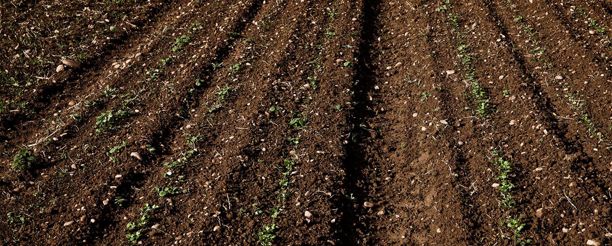 The significance of the soil beneath our feet