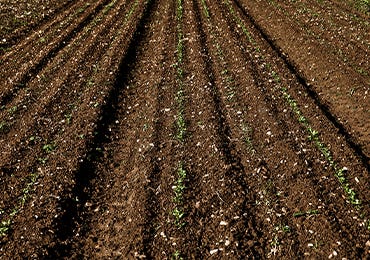 The significance of the soil beneath our feet