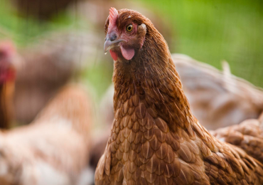 The Story Of Our Farm Fresh Eggs