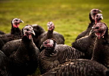 The Story of Our Organic Turkeys
