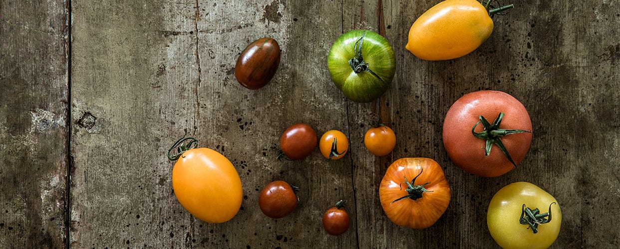 Planting Vine Tomatoes