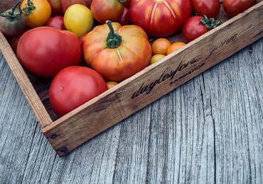 Planting Vine Tomatoes