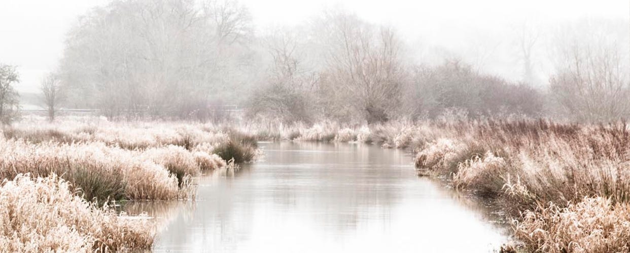 Our Wilderness Wetland