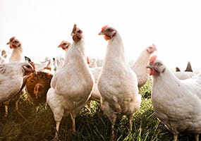 What does “organic” mean to us?