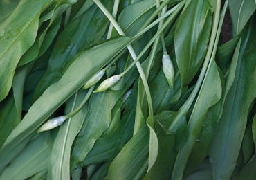 Three Ways With Wild Garlic