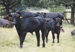 Is there a sustainable solution to eating meat?