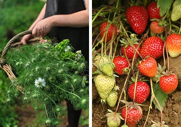 Notes from the Farm - June 2024