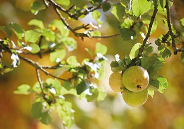 A Perfect Partner: The Orchard Project