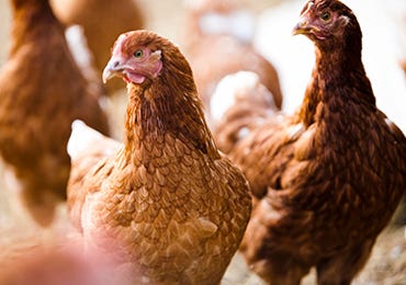 Re-Homing Our Hens with The British Hen Welfare Trust