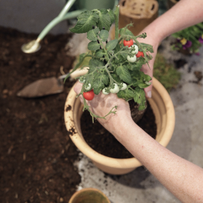 Gardening