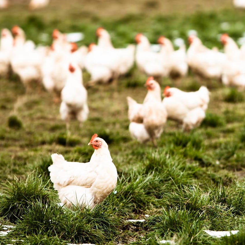 What is 'Free-Range Chicken'? - Smith Meadows